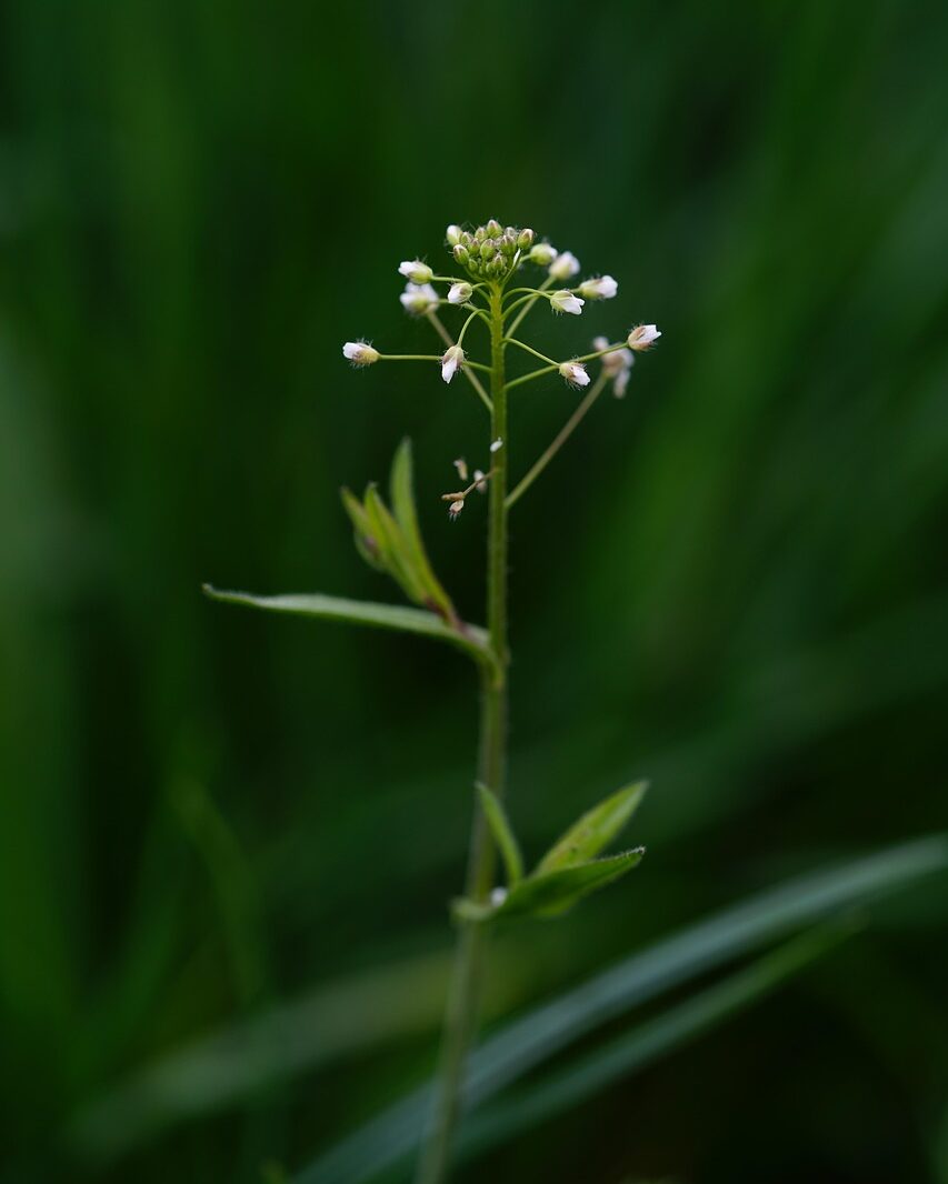 shepherd's purse, flower, blossom, bloom, white, pointed flower, beautiful flowers, flower wallpaper, herb, meadow herbs, flower background, wildflower, capsella, shepherd's purse herb, nature, brassicaceae, ordinary shepherd's purse, capsella bursa pastoris