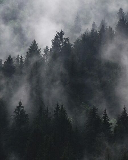 fir trees, fog, forest, conifers, coniferous, conifer forest, woods, woodlands, evergreen, foggy, hazy, mist, murky, nature, pine trees, trees, forest, forest, forest, forest, forest, foggy, mist, mist, pine trees, trees
