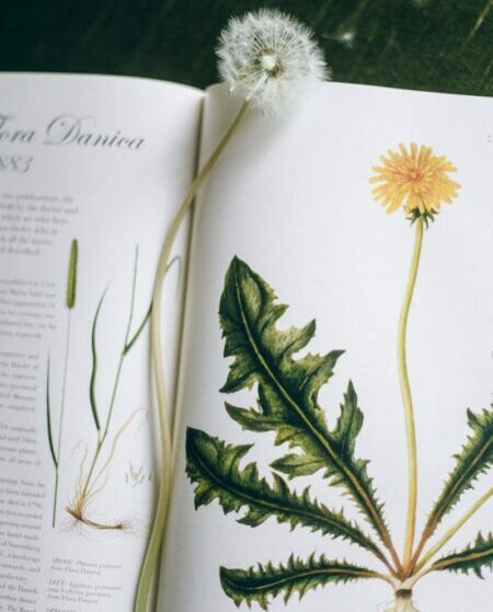 Open botanical book featuring dandelion illustration and flower stem.